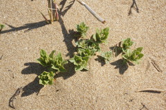 Tournefortia sibirica