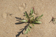 Cakile maritima euxina