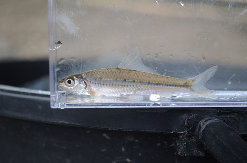 Khanka gudgeon (Squalidus chankaensis) — Cyprinidae — 3