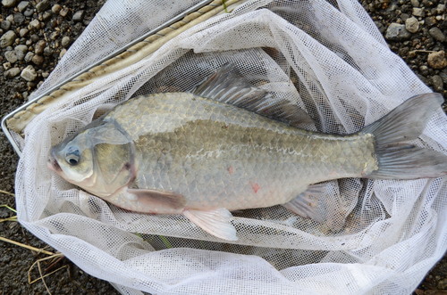 Japanese crucian carp (Carassius cuvieri) — Cyprinidae — 2