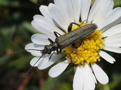 Oedemera virescens