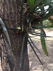 Trichocentrum brachyphyllum