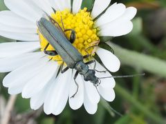 Oedemera virescens
