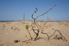 Tournefortia sibirica