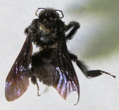 Bombus pullatus