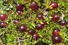 Coprosma atropurpurea