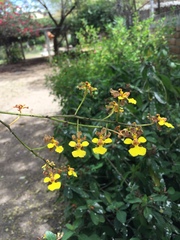 Trichocentrum brachyphyllum