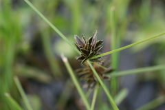 Cyperus niger