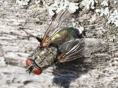 Protocalliphora azurea