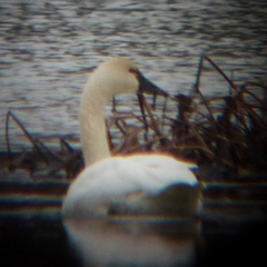 Cygnus columbianus columbianus