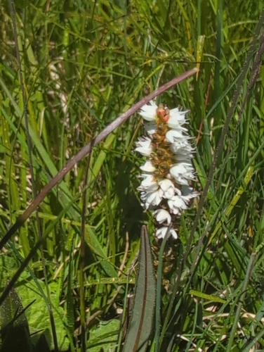 Bistorta vivipara, photograph 3