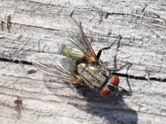 Protocalliphora azurea