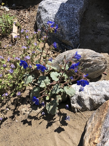 iNaturalist observation photo of desert bluebells