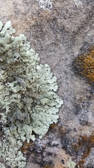 Xanthoparmelia mexicana