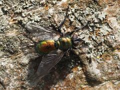 Gymnocheta viridis