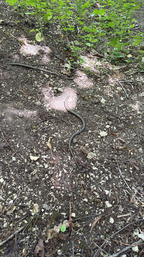 Common Slowworm