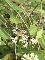 Apis mellifera