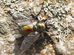 Gymnocheta viridis