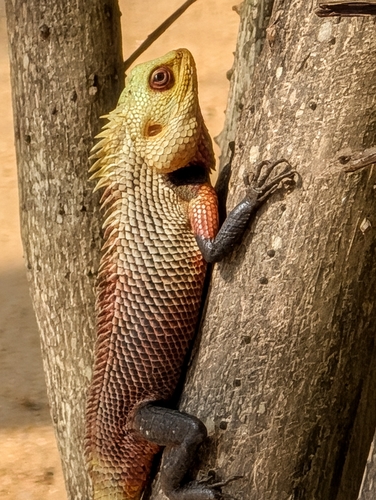 Oriental Garden Lizard