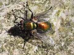 Gymnocheta viridis