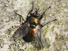 Gymnocheta viridis