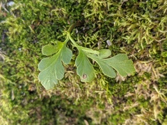 Sceptridium multifidum