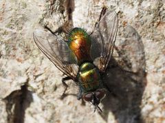 Gymnocheta viridis