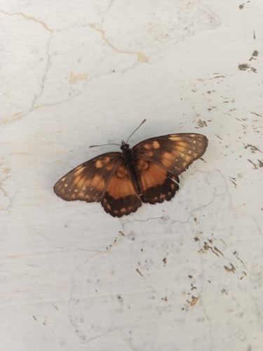 Bordered Patch