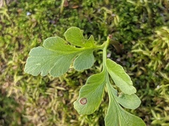 Sceptridium multifidum