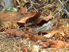 Sceloporus horridus