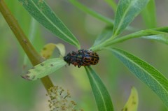 Chrysomela vigintipunctata