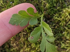 Sceptridium multifidum