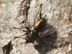 Gymnocheta viridis