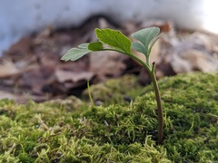 Sceptridium multifidum