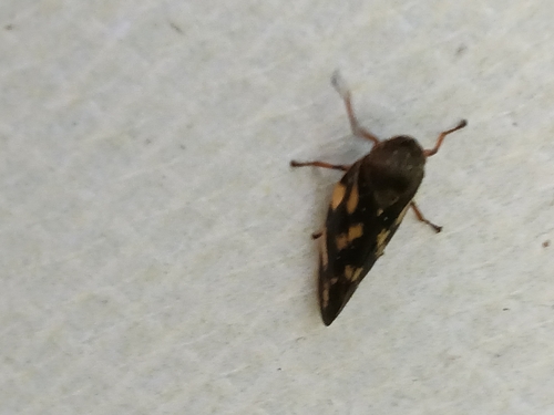 Cnemidanomia lugubris