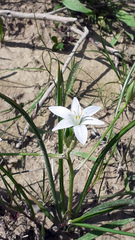 Ornithogalum umbellatum