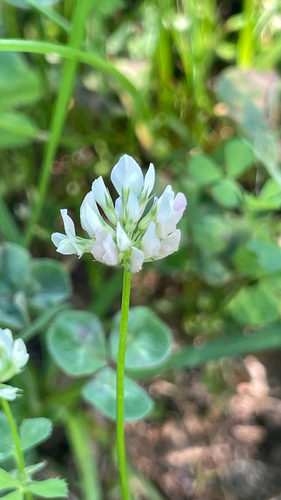 Trifolium nigrescens