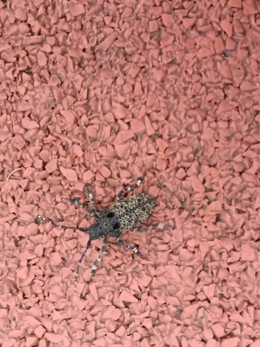 Oak Longicorn Beetle