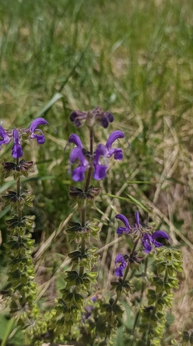 Meadow Sage