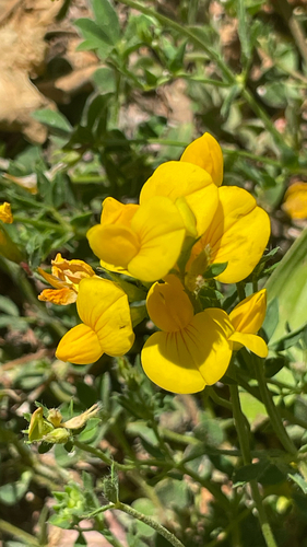 Lotus corniculatus