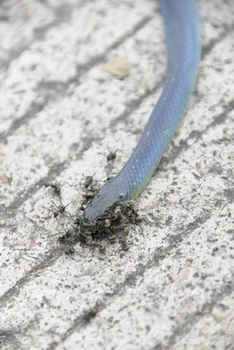 Chinese Green Snake