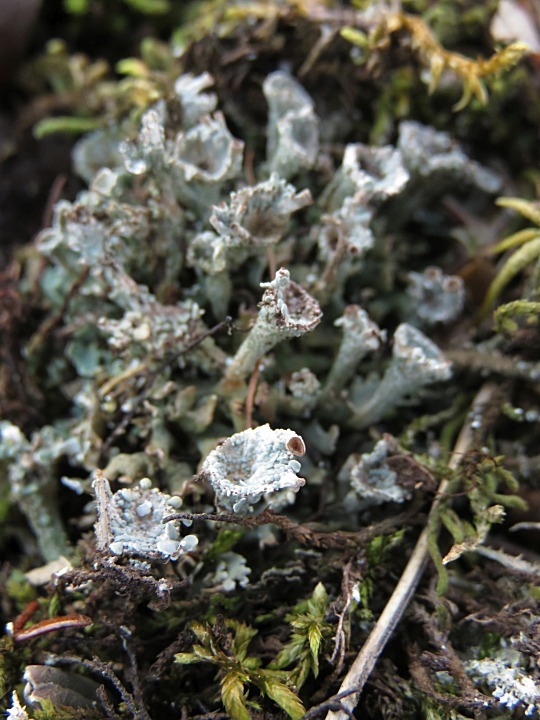 Cladonia chlorophaea image