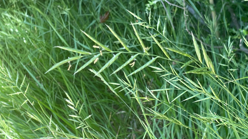 Brachypodium pinnatum