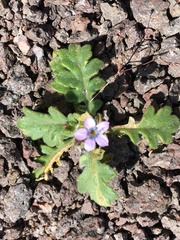 Gilia scopulorum