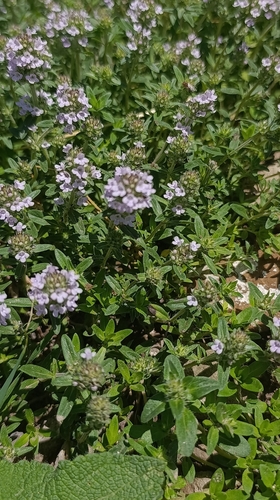 Eurasian thyme