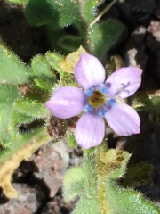 Gilia scopulorum
