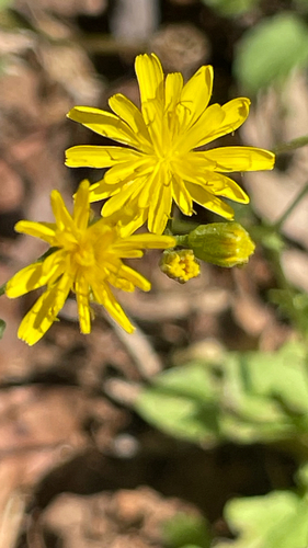 Crepis sancta