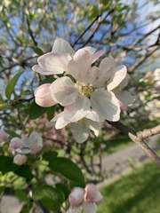Malus dasyphylla