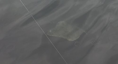 Atlantic halibut (Hippoglossus hippoglossus) — Pleuronectidae