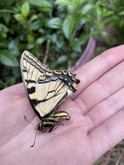 Papilio glaucus